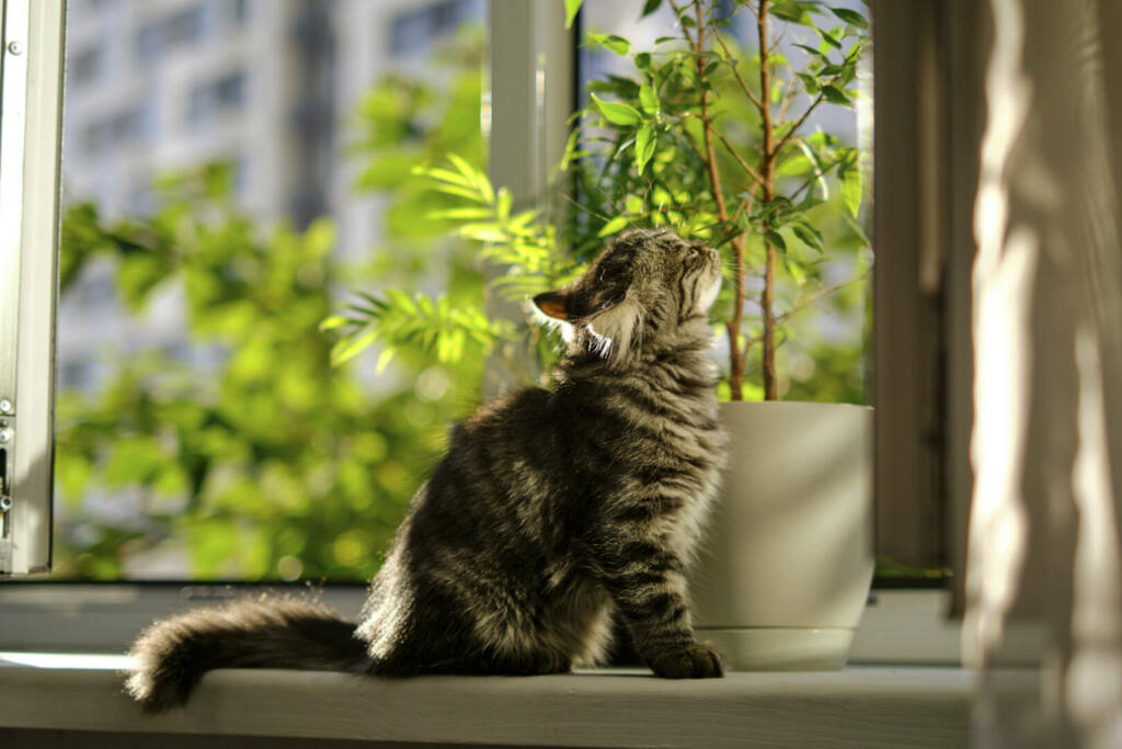 kitten is resting on the windowsill and watching nature on the street through the open window. view from a dark room outside the window sunny day, bright foliage.